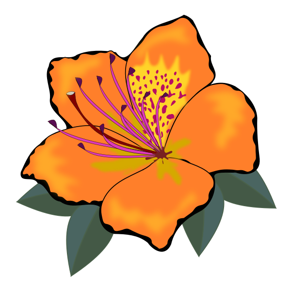 Orange Flower Transparent