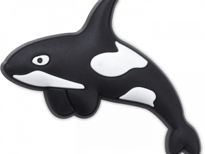 Orca Whale