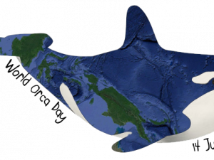 Orca Whale Background PNG