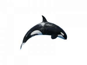 Orca Whale PNG