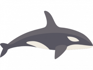 Orca Whale PNG Clipart