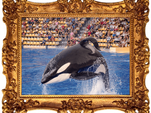 Orca Whale PNG Image File