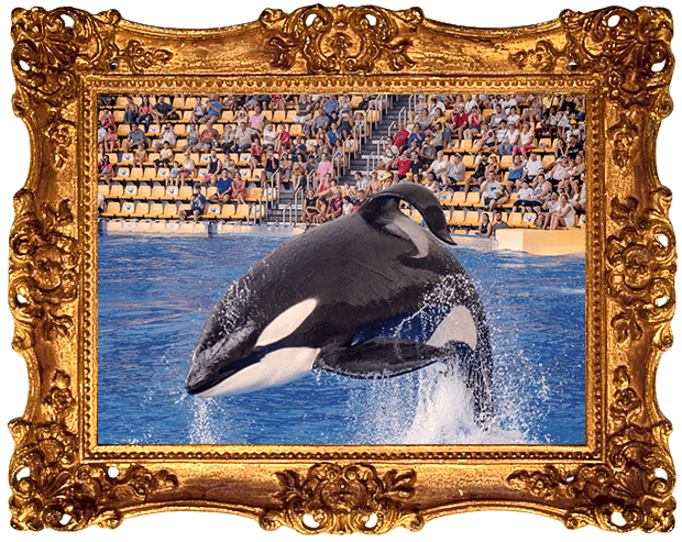 Orca Whale PNG Image File