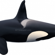 Orca Whale PNG Photo