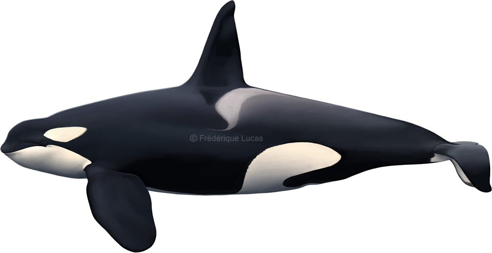 Orca Whale PNG Photo