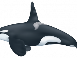 Orca Whale PNG Photos