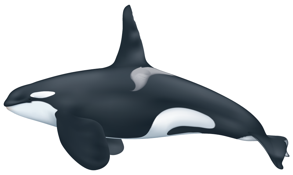 Orca Whale PNG Photos