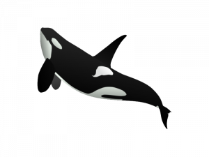 Orca Whale PNG Pic