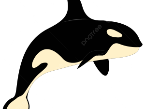 Orca Whale Transparent