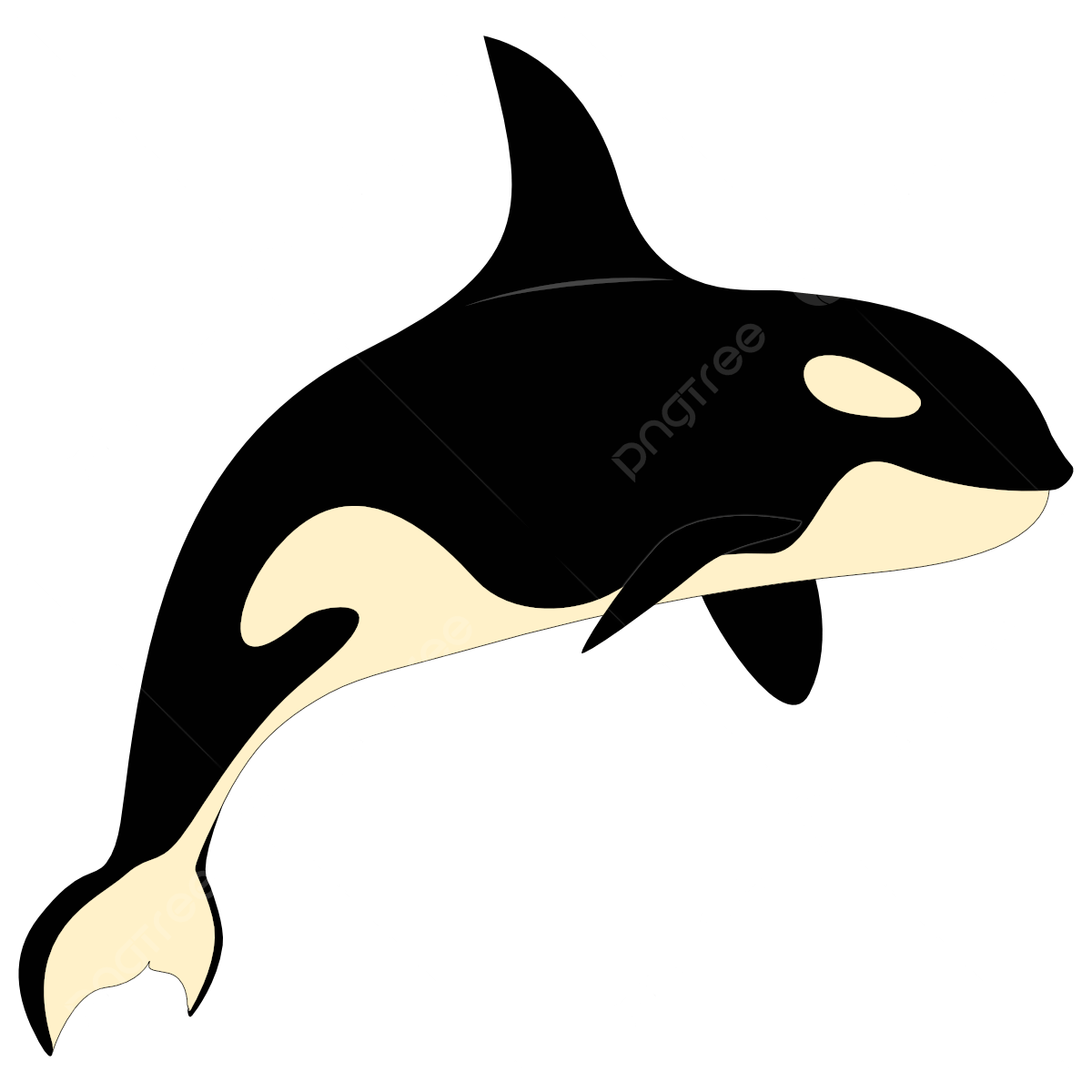 Orca Whale Transparent