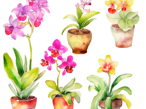 Orchids