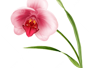 Orchids PNG