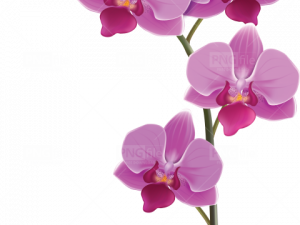 Orchids PNG Clipart