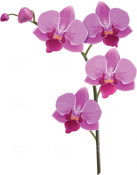 Orchids PNG Clipart