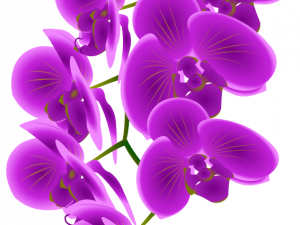 Orchids PNG Cutout