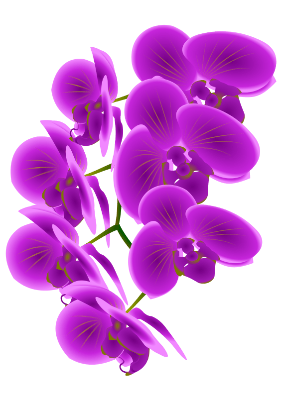 Orchids PNG Cutout