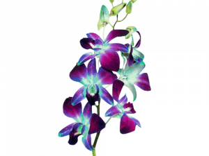 Orchids PNG File