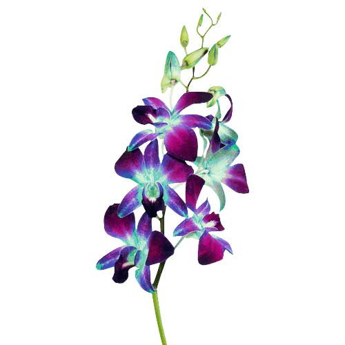 Orchids PNG File