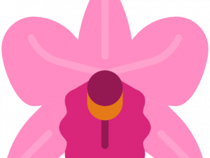 Orchids PNG Free Image