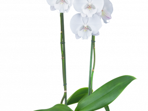 Orchids PNG HD Image