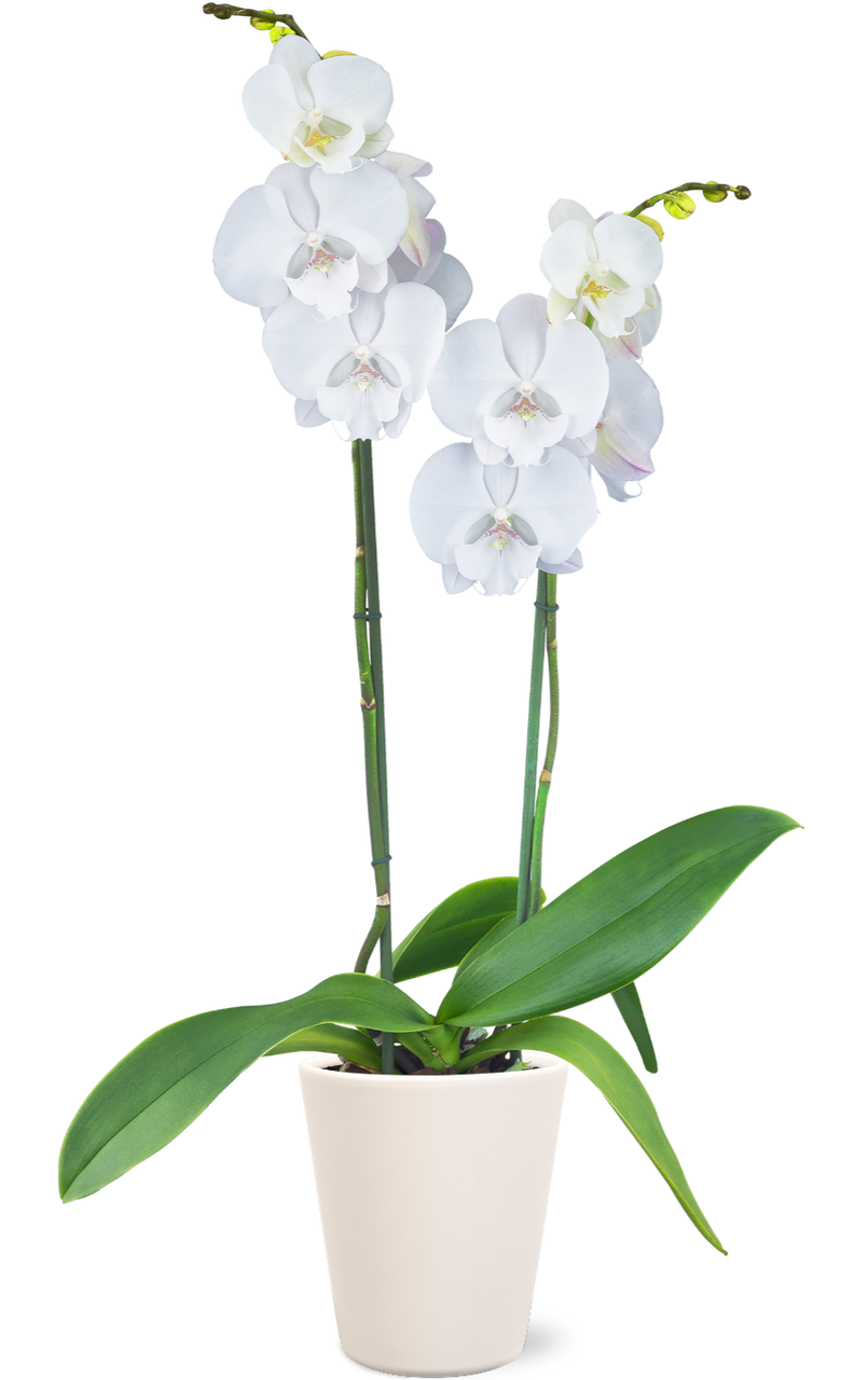 Orchids PNG HD Image