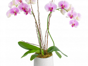 Orchids PNG Image