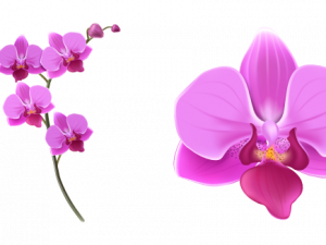 Orchids PNG Image File