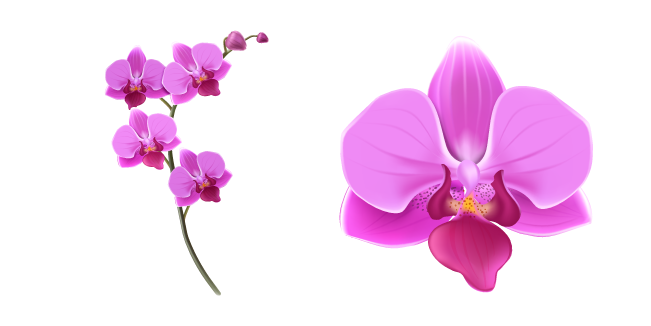 Orchids PNG Image File