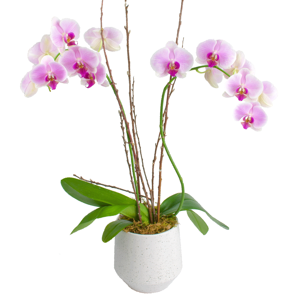 Orchids PNG Image