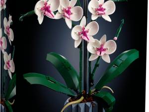 Orchids PNG Images