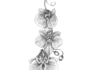 Orchids PNG Images HD