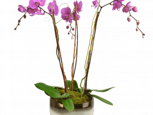 Orchids PNG Photo