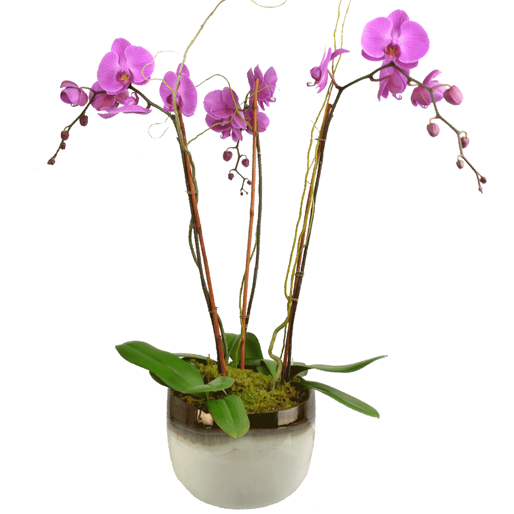 Orchids PNG Photo