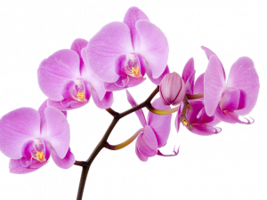 Orchids PNG Photos