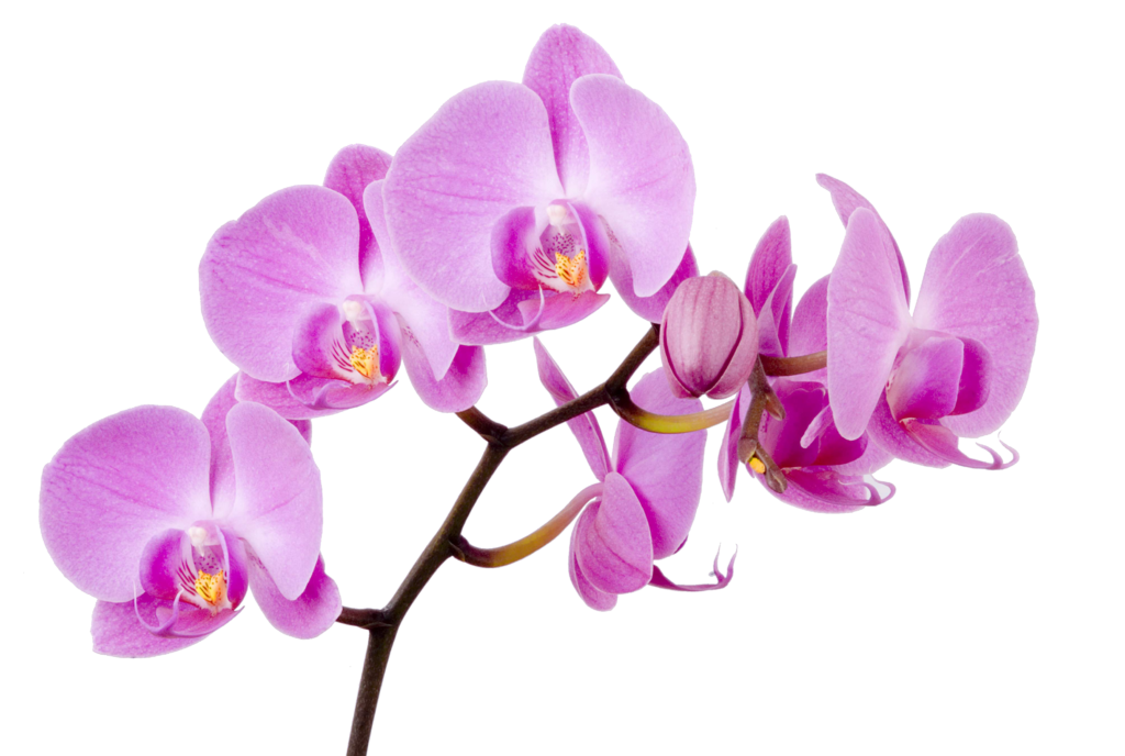 Orchids PNG Photos | PNG All