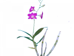 Orchids PNG Pic