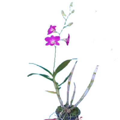 Orchids PNG Pic