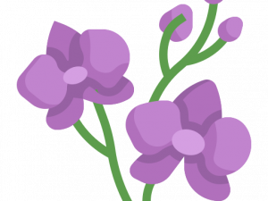 Orchids PNG Picture