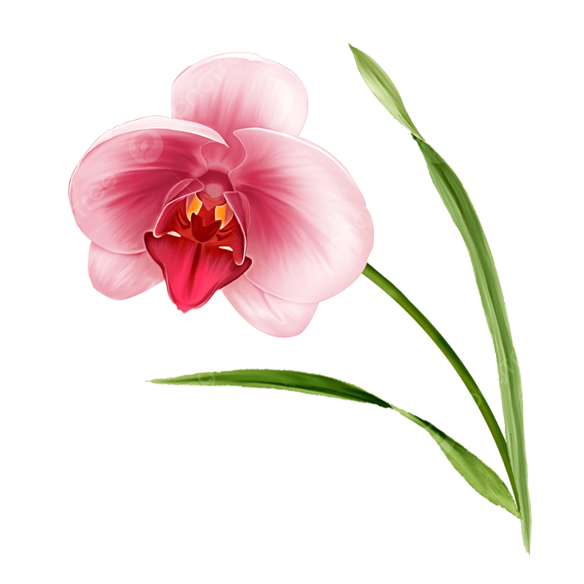 Orchids PNG