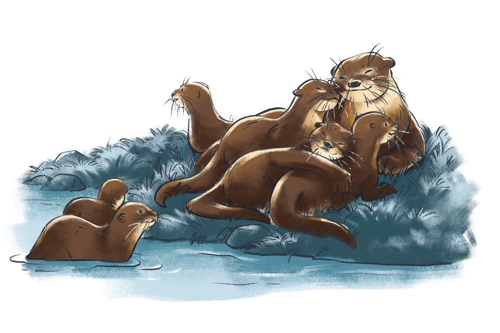 Otter Background PNG