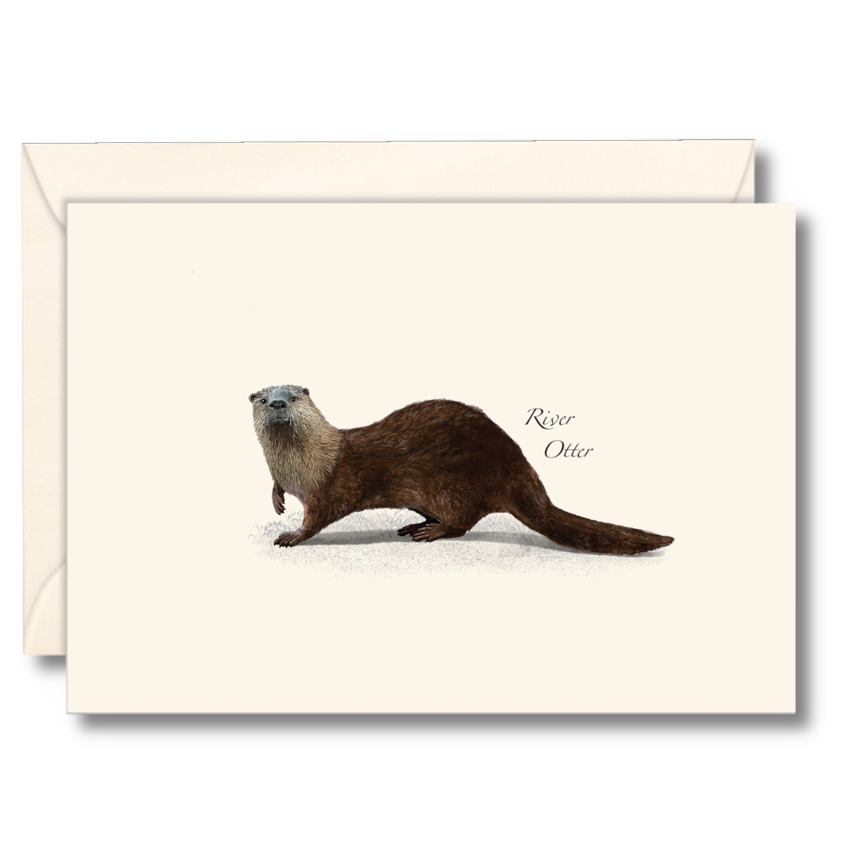 Otter No Background | PNG All