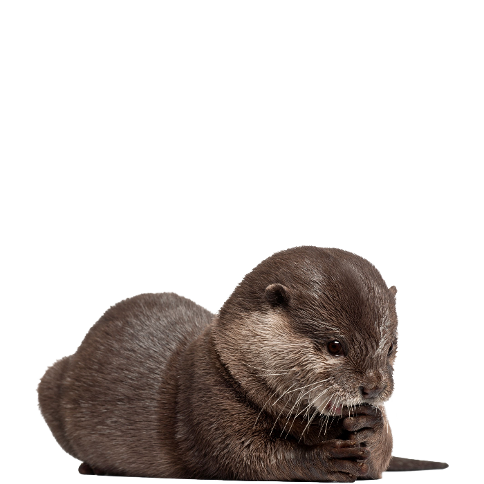 Otter PNG Clipart | PNG All