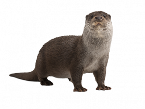 Otter PNG Image HD