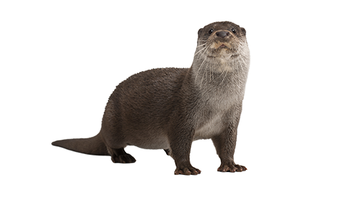 Otter PNG Image HD