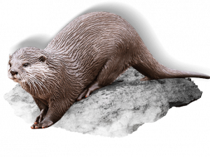 Otter PNG Photo