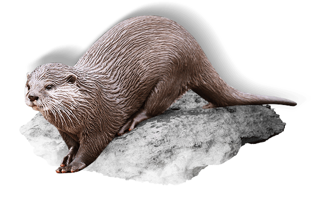 Otter PNG Photo