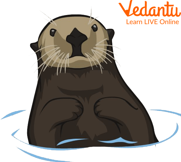 Otter PNG | PNG All