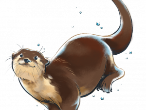 Otter Transparent