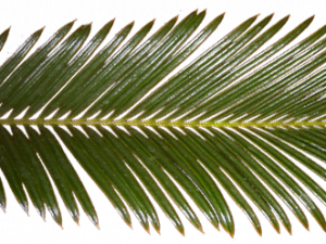 Palm Tree Leaf