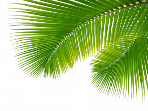 Palm Tree Leaf PNG